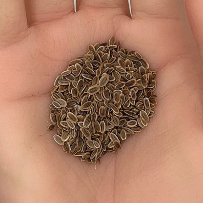 Dill Seeds, Bouquet Heirloom, Edible, Aromatic, High Yield, Non-GMO, Easy to Grow for Planting Indoor & Outdoor Gardening