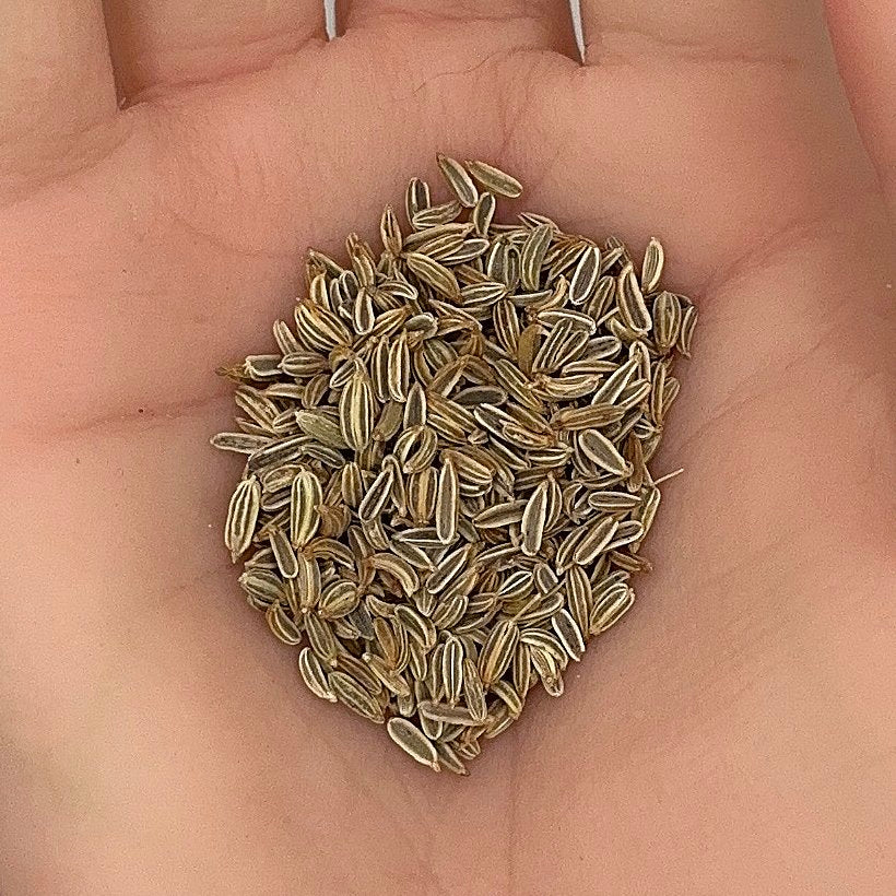 Fennel Seeds, Florence Heirloom, Medicinal, Edible, Aromatic, Non-GMO, Easy to Grow for Planting Indoor & Outdoor Gardening