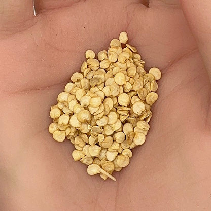 Hungarian Sweet Wax Pepper Seeds, Mild Flavor, Heirloom, Stuffing, Pickling, Non-GMO, Fast Growing, Easy to Grow for Planting Indoor & Outdoor Gardening