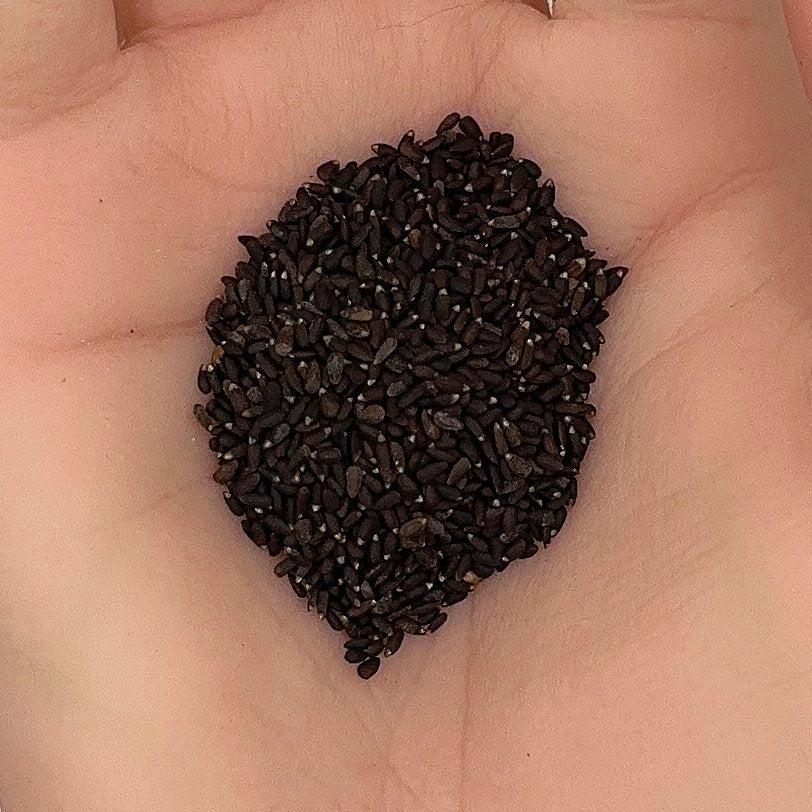 Hyssop Seeds, Heirloom Perennial, Medicinal Herb, Fragrant, Fast Growing, Non-GMO, Easy to Grow for Planting Indoor & Outdoor Gardening
