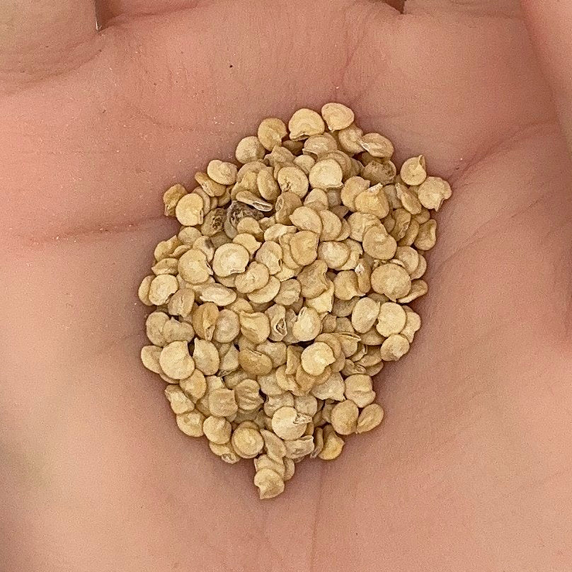 Jalapeno Pepper Seeds, Medium Hot, Perfect for Salsa, Spicy Chili, Non-GMO, Fast Growing, Easy to Grow for Planting Indoor & Outdoor Gardening