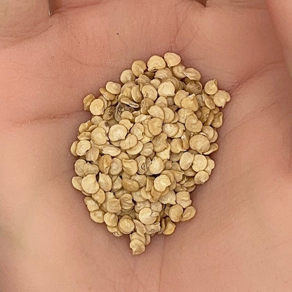 Jalapeno Pepper Seeds, Medium Hot, Perfect for Salsa, Spicy Chili, Non-GMO, Fast Growing, Easy to Grow for Planting Indoor & Outdoor Gardening