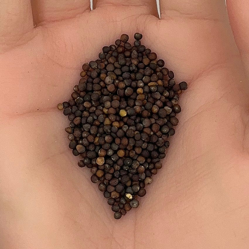Kale Blue Curled Scotch Seeds, Scotch Heirloom, Superfood, Nutritious, Non-GMO, Easy to Grow for Planting Indoor & Outdoor Gardening