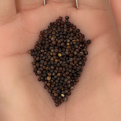 Kale Blue Curled Scotch Seeds, Scotch Heirloom, Superfood, Nutritious, Non-GMO, Easy to Grow for Planting Indoor & Outdoor Gardening