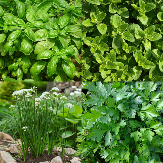Kitchen Herb Basics Set of 4000+ Seeds, Basil, Oregano, Parsley, Chives, Non-GMO, Fast Growing, Easy to Grow for Planting Indoor & Outdoor Gardening