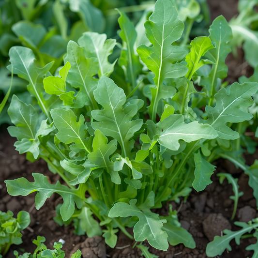 Arugula Seeds, Roquette Heirloom, Edible, Salad Greens, Fast Growing, Non-GMO, Easy to Grow for Planting Indoor & Outdoor Gardening