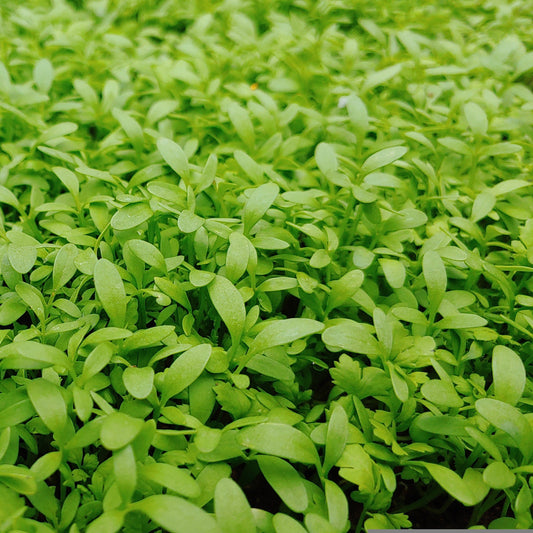 Cress Curled Peppergrass Seeds, Tangy Greens, Microgreen, Salad Use, Non-GMO, Easy to Grow for Planting Indoor & Outdoor Gardening