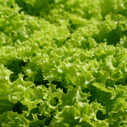 Endive Green Curled Ruffec Seeds, Heirloom, Greens, Salad, Fast Growing, Non-GMO, Easy to Grow for Planting Indoor & Outdoor Gardening