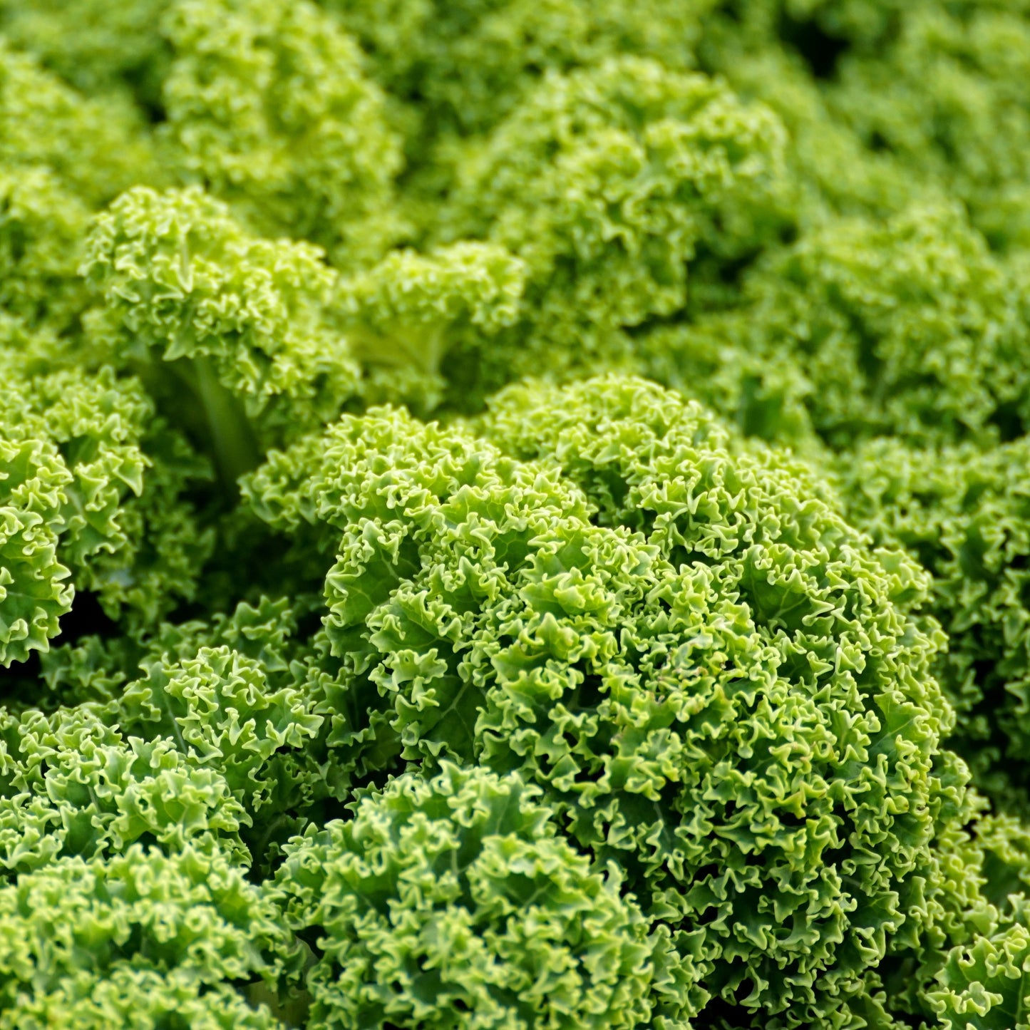 Kale Blue Curled Scotch Seeds, Scotch Heirloom, Superfood, Nutritious, Non-GMO, Easy to Grow for Planting Indoor & Outdoor Gardening