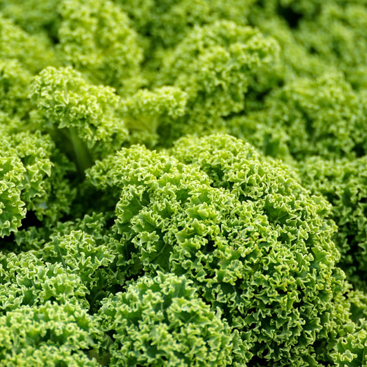Kale Blue Curled Scotch Seeds, Scotch Heirloom, Superfood, Nutritious, Non-GMO, Easy to Grow for Planting Indoor & Outdoor Gardening