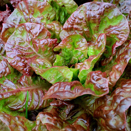 Lettuce Cimarron Red Romaine Seeds, Crisp Leaves, Garden Favorite, Non-GMO, Easy to Grow for Planting Indoor & Outdoor Gardening