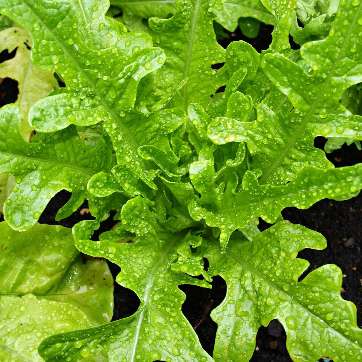Lettuce Green Oakleaf Seeds, Heirloom, Soft Leaves, Mild Flavor, Fast Growing, Non-GMO, Easy to Grow for Planting Indoor & Outdoor Gardening