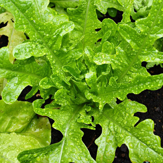 Lettuce Green Oakleaf Seeds, Heirloom, Soft Leaves, Mild Flavor, Fast Growing, Non-GMO, Easy to Grow for Planting Indoor & Outdoor Gardening
