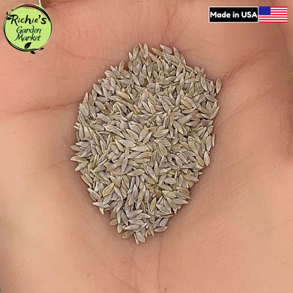 Green Oakleaf Lettuce Seeds – Non-GMO, Tender & Mild