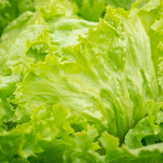 Lettuce Iceberg Seeds, Crisphead, Heirloom, Crisp Leaves, Easy to Grow, Non-GMO, Easy to Grow for Planting Indoor & Outdoor Gardening