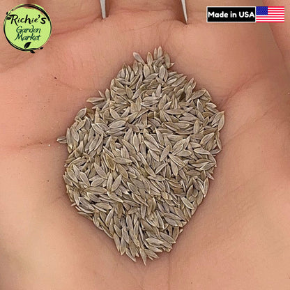 Iceberg Lettuce Seeds – Non-GMO, Crisphead