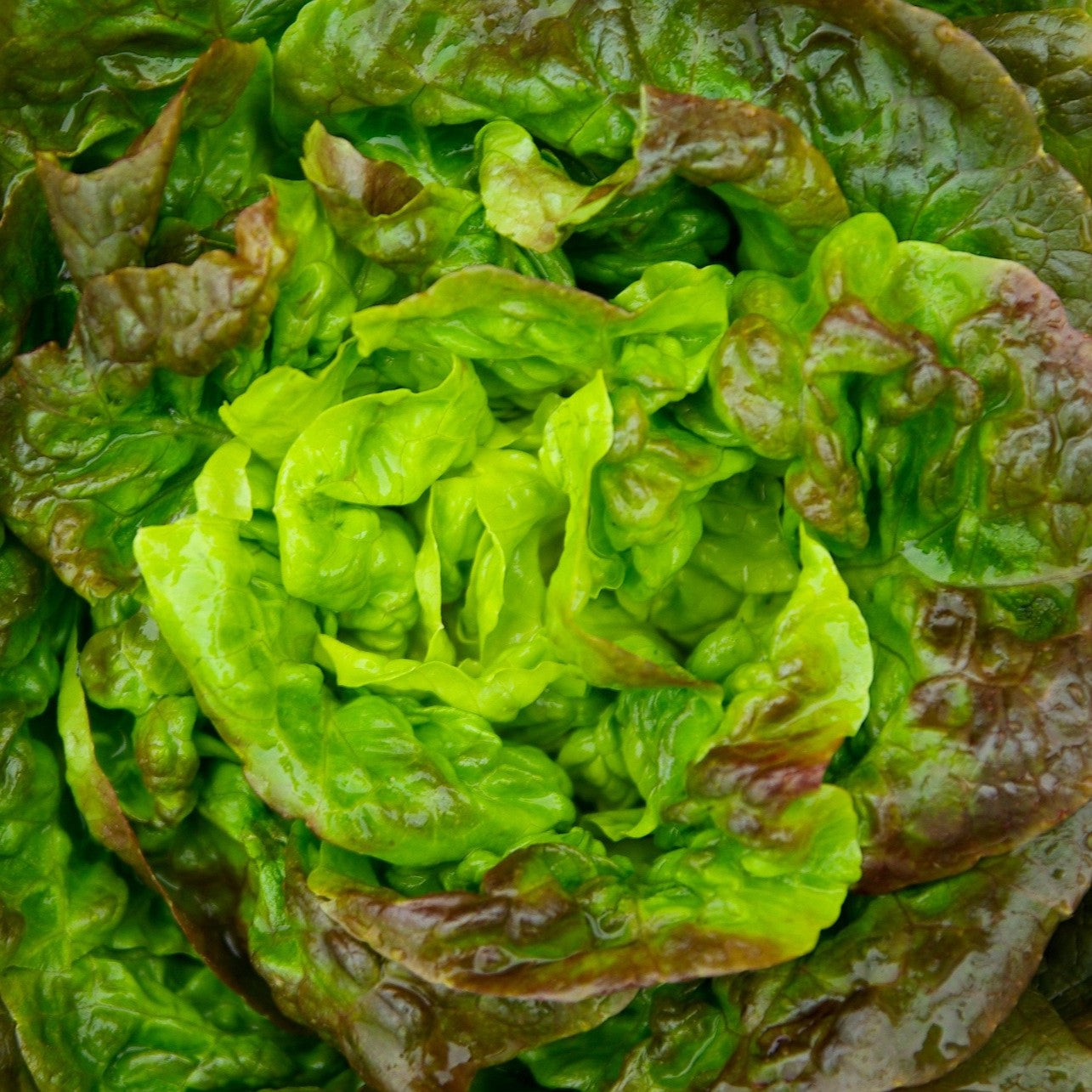 Lettuce Prizehead Seeds, Heirloom, Mild Flavor, Crisp, Sweet, Ruffled Leaves, Non-GMO, Easy to Grow for Planting Indoor & Outdoor Gardening