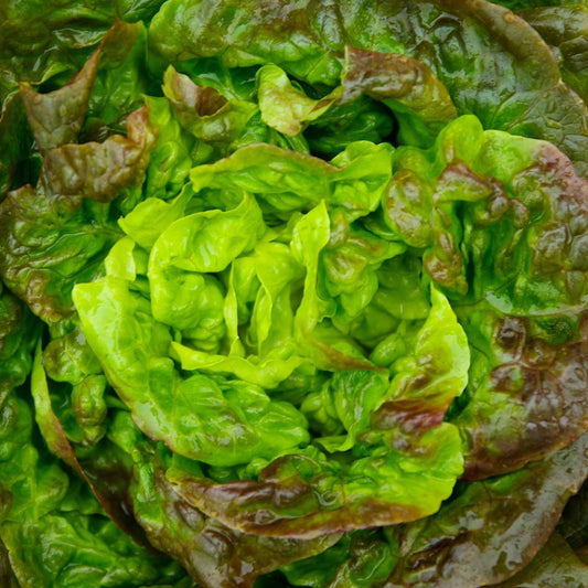Lettuce Prizehead Seeds, Heirloom, Mild Flavor, Crisp, Sweet, Ruffled Leaves, Non-GMO, Easy to Grow for Planting Indoor & Outdoor Gardening
