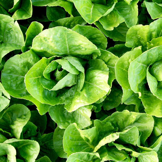 Lettuce Romaine Paris Seeds, Heirloom Variety, Crisp Leaves, Non-GMO, Easy to Grow for Planting Indoor & Outdoor Gardening