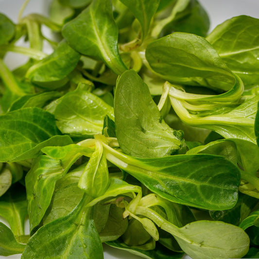 Mache Corn Salad Seeds, Heirloom, Gourmet Greens, Tender Leaves, Cold Hardy, Non-GMO, Easy to Grow for Planting Indoor & Outdoor Gardening