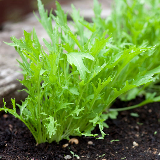 Mizuna Seeds, Japanese Mustard Green, Microgreens, Peppery Taste, Fast Growing, Non-GMO, Easy to Grow for Planting Indoor & Outdoor Gardening