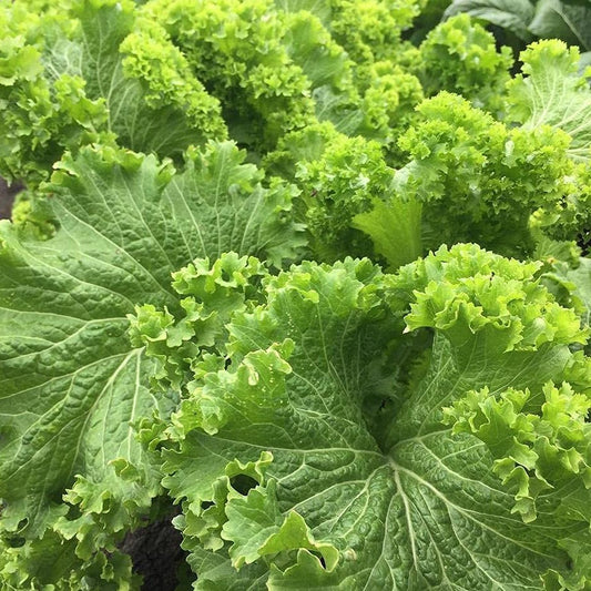 Mustard Southern Giant Curled Seeds, Heirloom, Greens, Leafy Greens, Fast Growing, Non-GMO, Easy to Grow for Planting Indoor & Outdoor Gardening