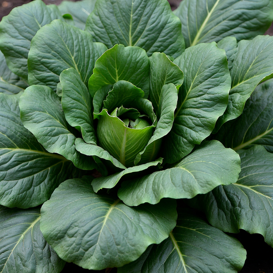 Spinach Bloomsdale Seeds, Heirloom, Savory Greens, Cold Hardy, Salad Favorite, Non-GMO, Easy to Grow for Planting Indoor & Outdoor Gardening