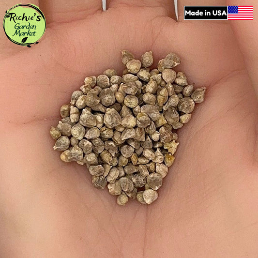 Bloomsdale Spinach Seeds – Non-GMO, Cold Hardy