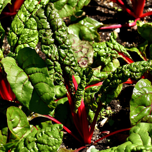 Swiss Chard Ruby Red Seeds, Heirloom, Edible Greens, Fast Growing, Tender Leaves, Non-GMO, Easy to Grow for Planting Indoor & Outdoor Gardening