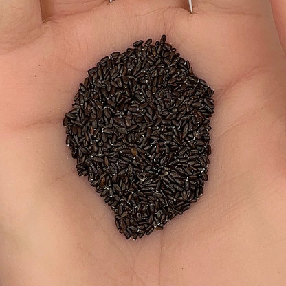 Lavender Seeds, English Munstead, Aromatic Herb, Fragrant, Fast Growing, Non-GMO, Easy to Grow for Planting Indoor & Outdoor Gardening