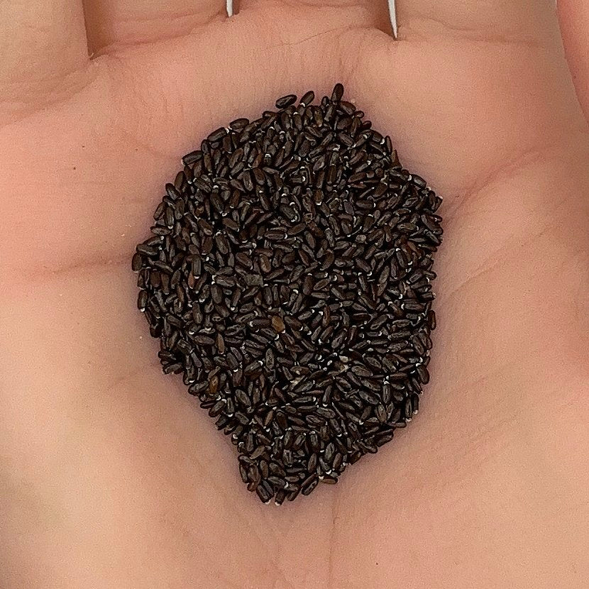 Lavender Vera Seeds, Fragrant Medicinal Herb, Aromatic, Perennial, Non-GMO, Easy to Grow for Planting Indoor & Outdoor Gardening