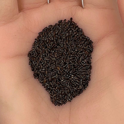 Lavender Vera Seeds, Fragrant Medicinal Herb, Aromatic, Perennial, Non-GMO, Easy to Grow for Planting Indoor & Outdoor Gardening
