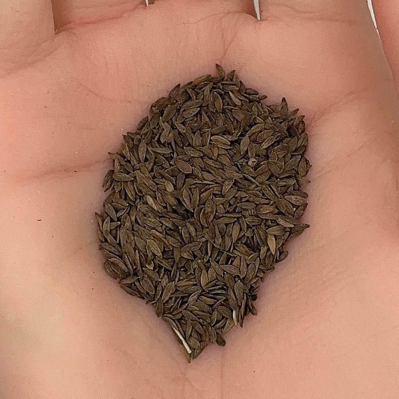 Lettuce Seeds, Buttercrunch Heirloom, Sweet Flavor, Tender Leaves, Non-GMO, Easy to Grow for Planting Indoor & Outdoor Gardening