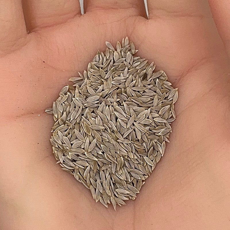 Lettuce Iceberg Seeds, Crisphead, Heirloom, Crisp Leaves, Easy to Grow, Non-GMO, Easy to Grow for Planting Indoor & Outdoor Gardening