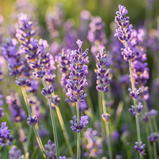 Lavender Seeds, English Munstead, Aromatic Herb, Fragrant, Fast Growing, Non-GMO, Easy to Grow for Planting Indoor & Outdoor Gardening