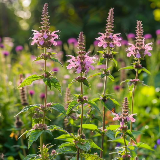 Lemon Mint Seeds, Monarda Citriodora, Herbal Tea, Attracts Bees, Non-GMO, Easy to Grow for Planting Indoor & Outdoor Gardening