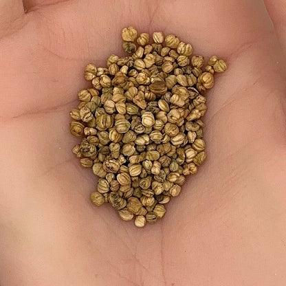 Mache Corn Salad Seeds, Heirloom, Gourmet Greens, Tender Leaves, Cold Hardy, Non-GMO, Easy to Grow for Planting Indoor & Outdoor Gardening