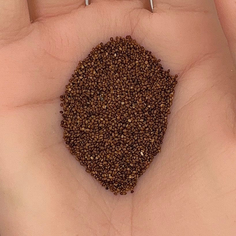 Marjoram Seeds, Sweet Heirloom, Culinary, Perennial, Medicinal, Non-GMO, Easy to Grow for Planting Indoor & Outdoor Gardening