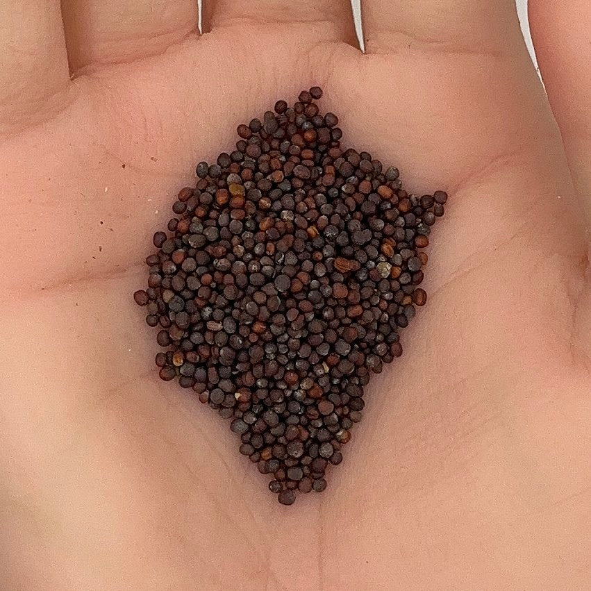 Mizuna Seeds, Japanese Mustard Green, Microgreens, Peppery Taste, Fast Growing, Non-GMO, Easy to Grow for Planting Indoor & Outdoor Gardening