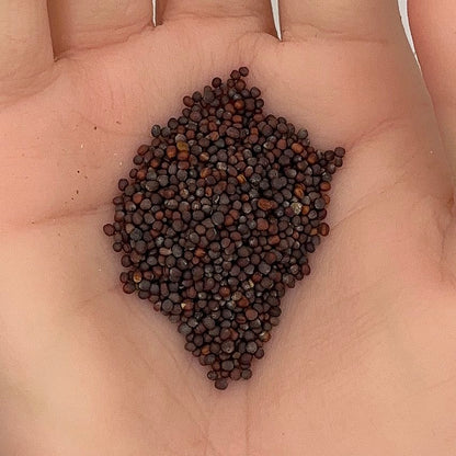 Mizuna Seeds, Japanese Mustard Green, Microgreens, Peppery Taste, Fast Growing, Non-GMO, Easy to Grow for Planting Indoor & Outdoor Gardening