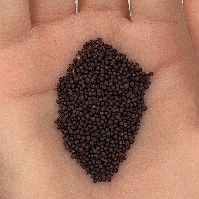 Mustard Southern Giant Curled Seeds, Heirloom, Greens, Leafy Greens, Fast Growing, Non-GMO, Easy to Grow for Planting Indoor & Outdoor Gardening