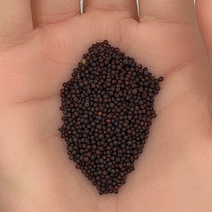 Mustard Southern Giant Curled Seeds, Heirloom, Greens, Leafy Greens, Fast Growing, Non-GMO, Easy to Grow for Planting Indoor & Outdoor Gardening