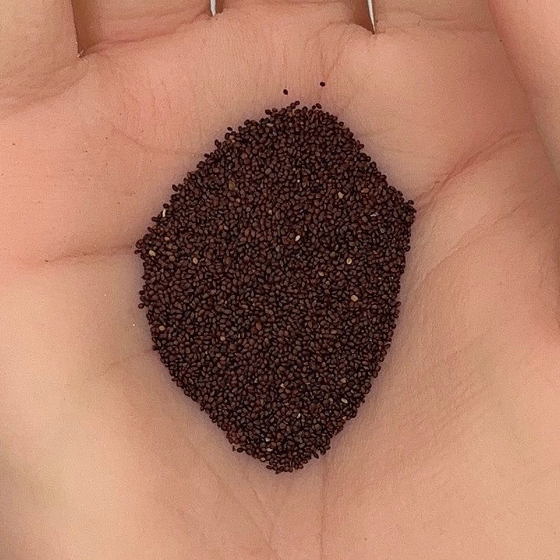 Oregano Seeds, Italian Vulgare Heirloom, Medicinal, Culinary Herb, Non-GMO, Easy to Grow for Planting Indoor & Outdoor Gardening