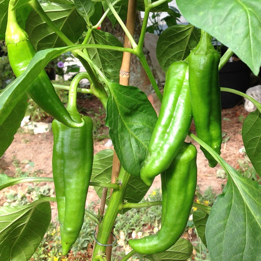 Big Jim Pepper Seeds, Hatch Chile, Heirloom, Medium Hot, Non-GMO, Fast Growing, Easy to Grow for Planting Indoor & Outdoor Gardening