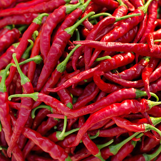 Cayenne Thin Pepper Seeds, Red Hot, Spicy & Productive, Drying Variety, Non-GMO, Fast Growing, Easy to Grow for Planting Indoor & Outdoor Gardening