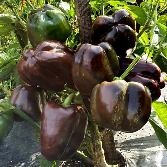 Chocolate Bell Pepper Seeds, Sweet Heirloom, Productive, Crisp Texture, Non-GMO, Fast Growing, Easy to Grow for Planting Indoor & Outdoor Gardening