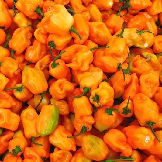 Habanero Pepper Seeds, Orange Hot, Extremely Spicy, Productive Plant, Non-GMO, Fast Growing, Easy to Grow for Planting Indoor & Outdoor Gardening