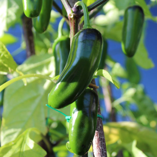 Jalapeno Pepper Seeds, Medium Hot, Perfect for Salsa, Spicy Chili, Non-GMO, Fast Growing, Easy to Grow for Planting Indoor & Outdoor Gardening