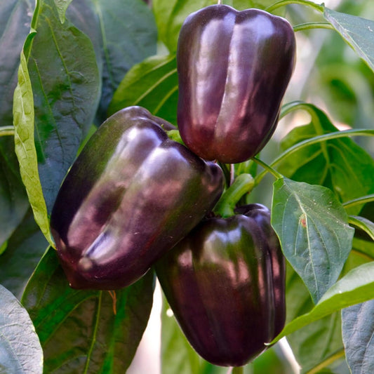 Lilac Bell Pepper Seeds, Purple Beauty, Sweet Bell, Garden Favorite, Non-GMO, Fast Growing, Easy to Grow for Planting Indoor & Outdoor Gardening