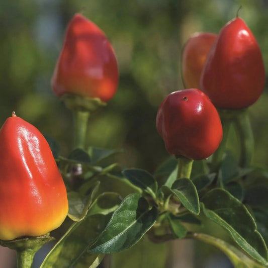 Firecracker Pepper Seeds, Spicy Heirloom, Hot Ornamental, Edible Chili, Non-GMO, Fast Growing, Easy to Grow for Planting Indoor & Outdoor Gardening